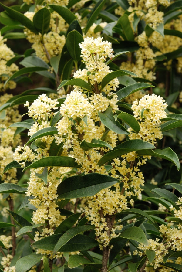 osmanthus fragrans flowering plant seeds Osmanthus fragrans 'Fodingzhu' – Nurseries Caroliniana