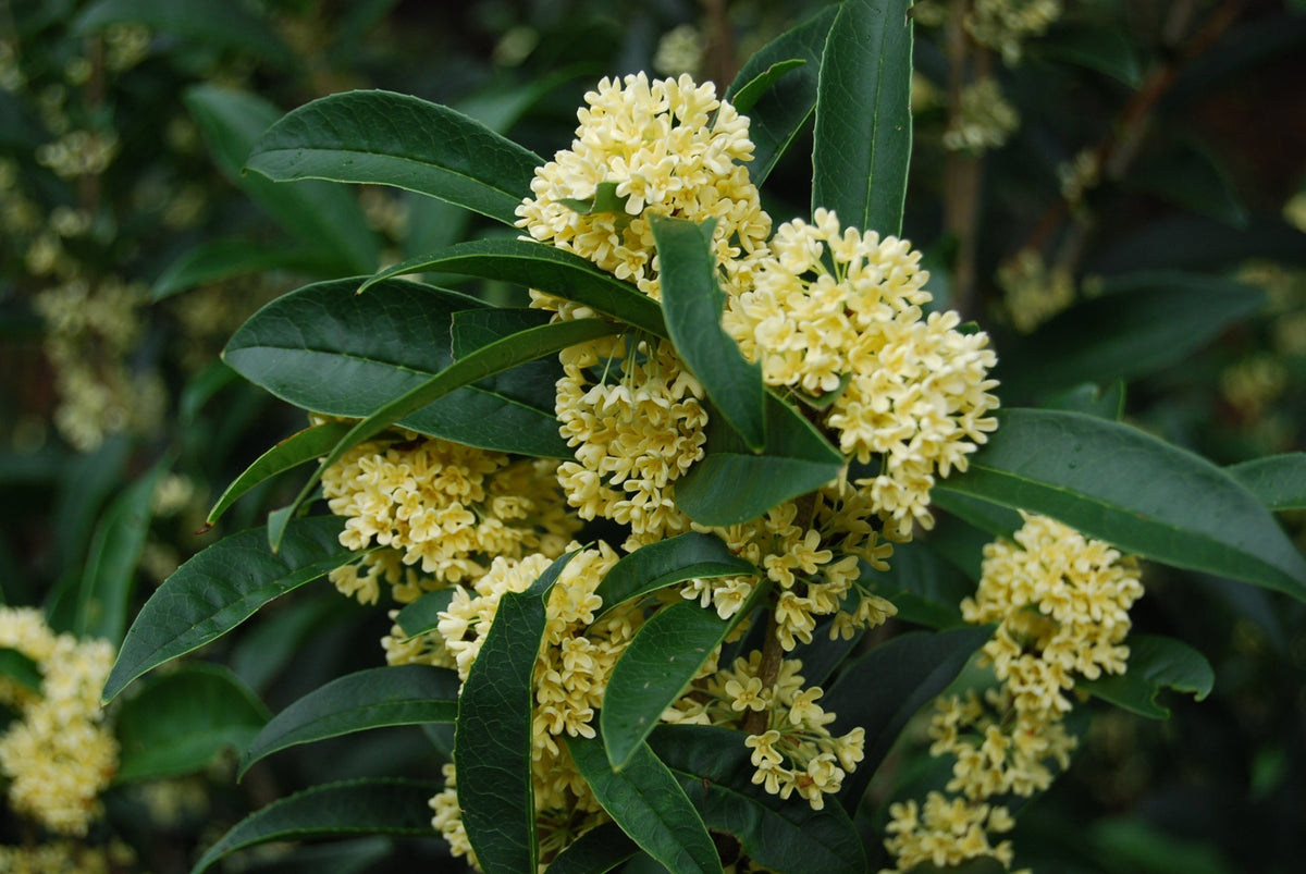 Osmanthus fragrans 'Fodingzhu' – Nurseries Caroliniana