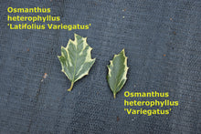 Osmanthus heterophyllus 'Variegatus'