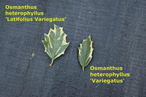 Osmanthus heterophyllus 'Latifolius Variegatus'