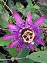 Passiflora 'Incense'