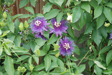Passiflora 'Incense'
