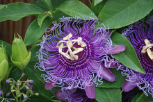 Passiflora 'Incense'