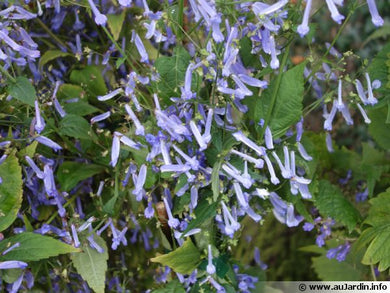 Plectranthus effusus var. longitubus