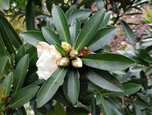 Polyspora sp. 'JC Raulston Select'
