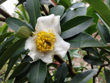 Polyspora sp. 'JC Raulston Select'