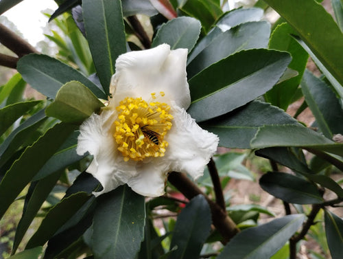 Polyspora sp. 'JC Raulston Select'
