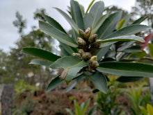 Polyspora sp. 'JC Raulston Select'