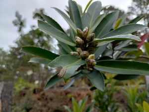 Polyspora sp. 'JC Raulston Select'