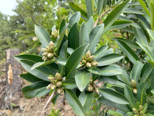 Polyspora sp. 'JC Raulston Select'