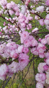 Prunus gladulosa 'Roseo Plena'