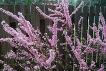 Prunus jacquemontii