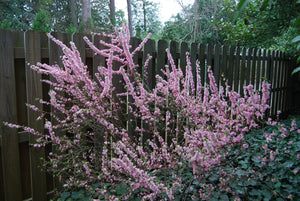 Prunus jacquemontii – Nurseries Caroliniana