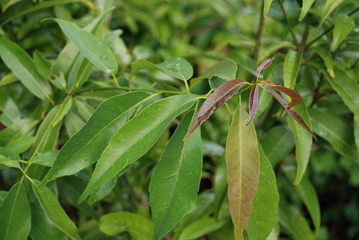 Quercus myrsinifolia – Nurseries Caroliniana