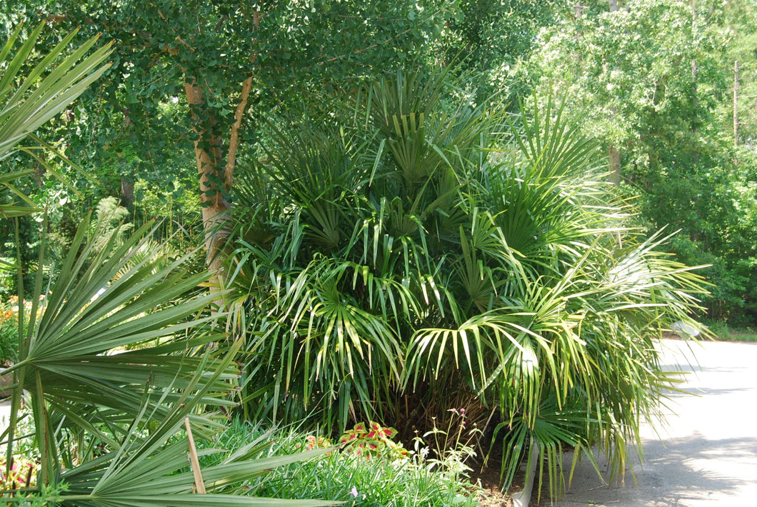 needle palm plant Rhapidophyllum hystrix – Nurseries Caroliniana