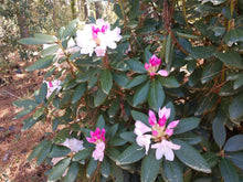 Rhododendron 'Charles Loomis'