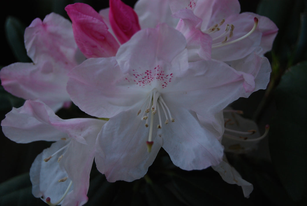 Rhododendron 'Charles Loomis'