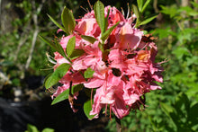 Rhododendron 'Linda Guy'