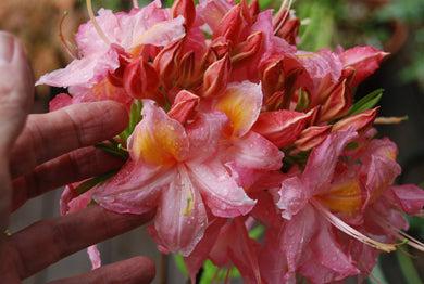 Rhododendron 'Linda Guy'