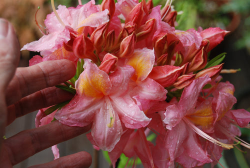 Rhododendron 'Linda Guy'