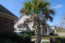 Sabal palmetto
