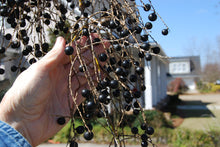 Sabal palmetto