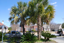 Sabal palmetto