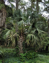 Sabal palmetto