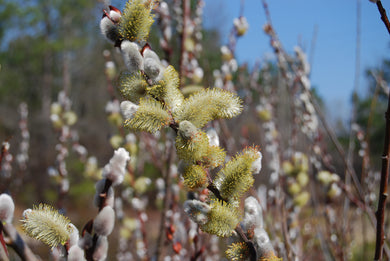 Salix chaenomeloides