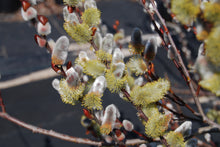 Salix chaenomeloides