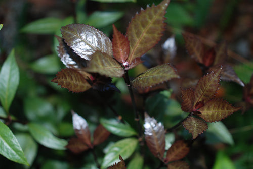 Sarcandra glabra 'Seiho'