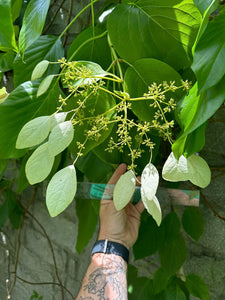 Schizophragma megalocarpa