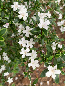Serissa japonica ‘Variegata'