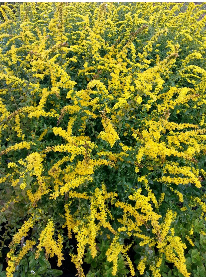 Solidago rugosum 'Fireworks' – Nurseries Caroliniana