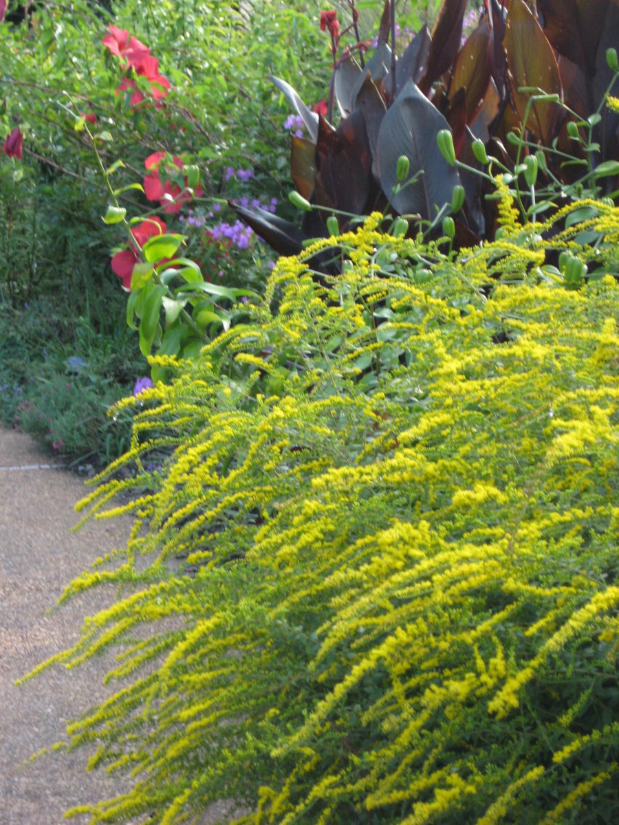 Solidago rugosum 'Fireworks' – Nurseries Caroliniana