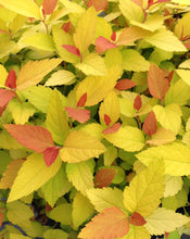 Spiraea japonica 'NCSX1' PP28313 / Proven Winner® Color Choice® DOUBLE PLAY® CANDY CORN® Spiraea