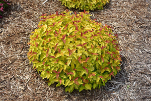 Spiraea japonica 'NCSX1' PP28313 / Proven Winner® Color Choice® DOUBLE PLAY® CANDY CORN® Spiraea