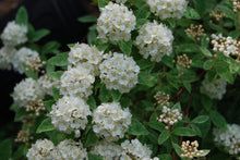 Spiraea cantoniensis 'Hatsushimo'