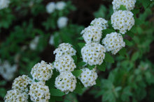 Spiraea cantoniensis 'Hatsushimo'