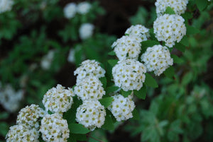 Spiraea cantoniensis 'Hatsushimo'