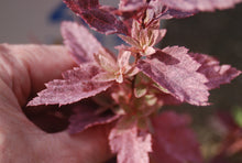 Spiraea cantoniensis 'Hatsushimo'