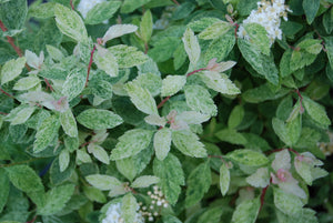 Spiraea cantoniensis 'Hatsushimo'