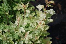 Spiraea cantoniensis 'Hatsushimo'