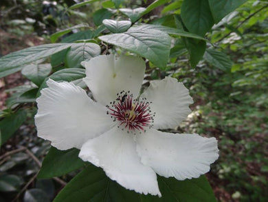 Stewartia malacodendron