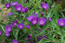 Stokesia laevis 'Deep Purple'