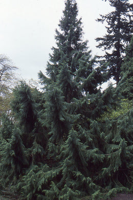 Taiwania cryptomerioides