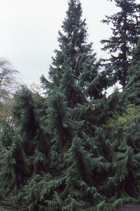 Taiwania cryptomerioides