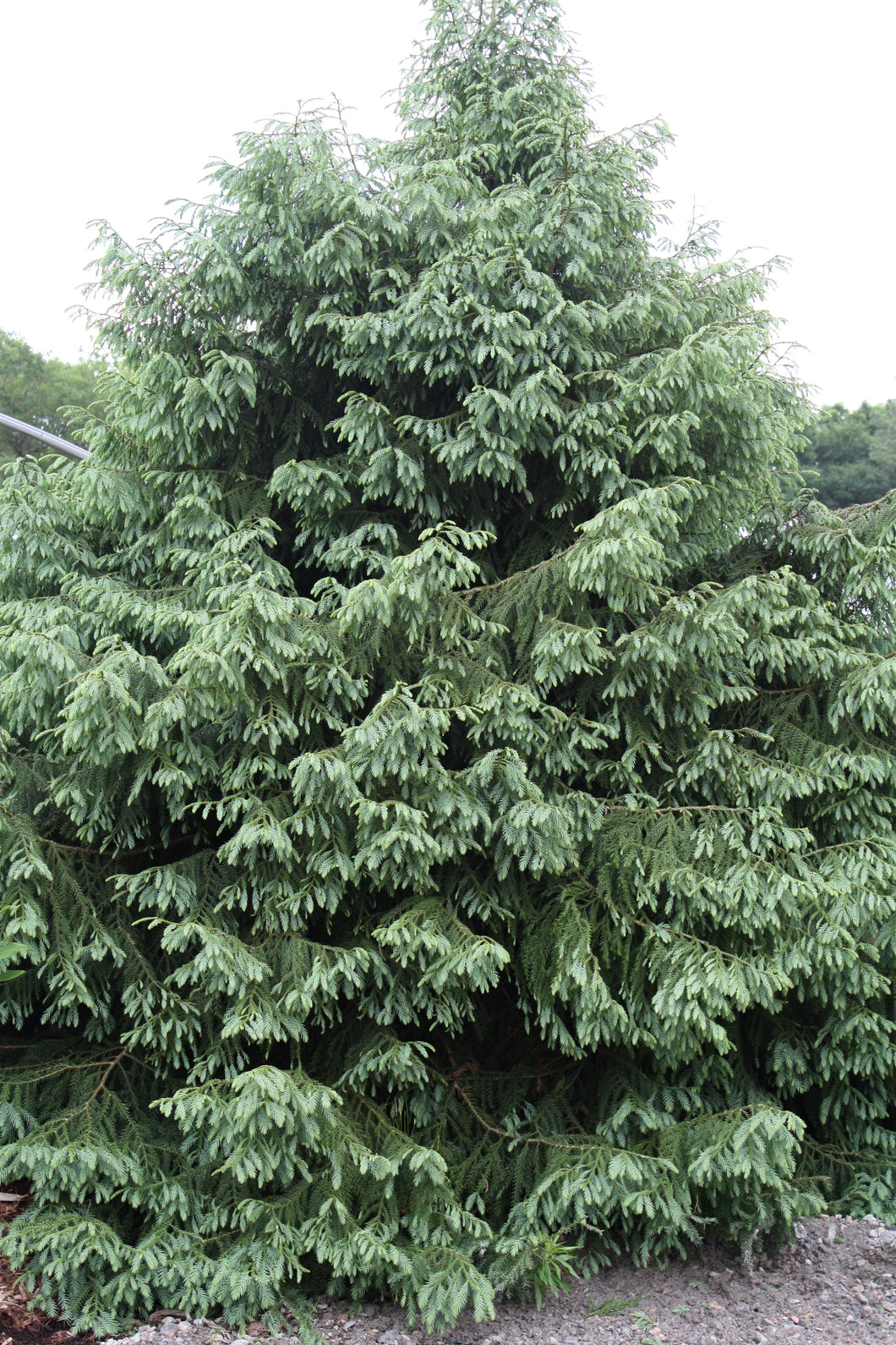 Taiwania cryptomerioides 'Independence'