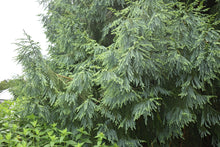 Taiwania cryptomerioides 'Independence'