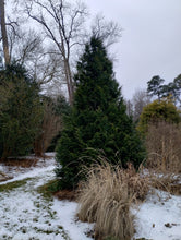 Thujopsis dolabrata 'Jurassic Park'